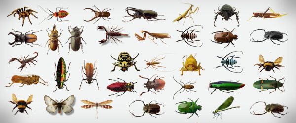 الحشرات والصراصير في المنام