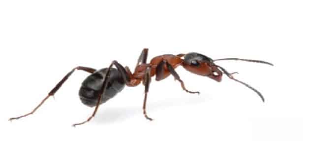 النمل والصراصير في المنام