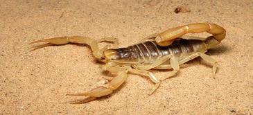 Eating a scorpion in a dream