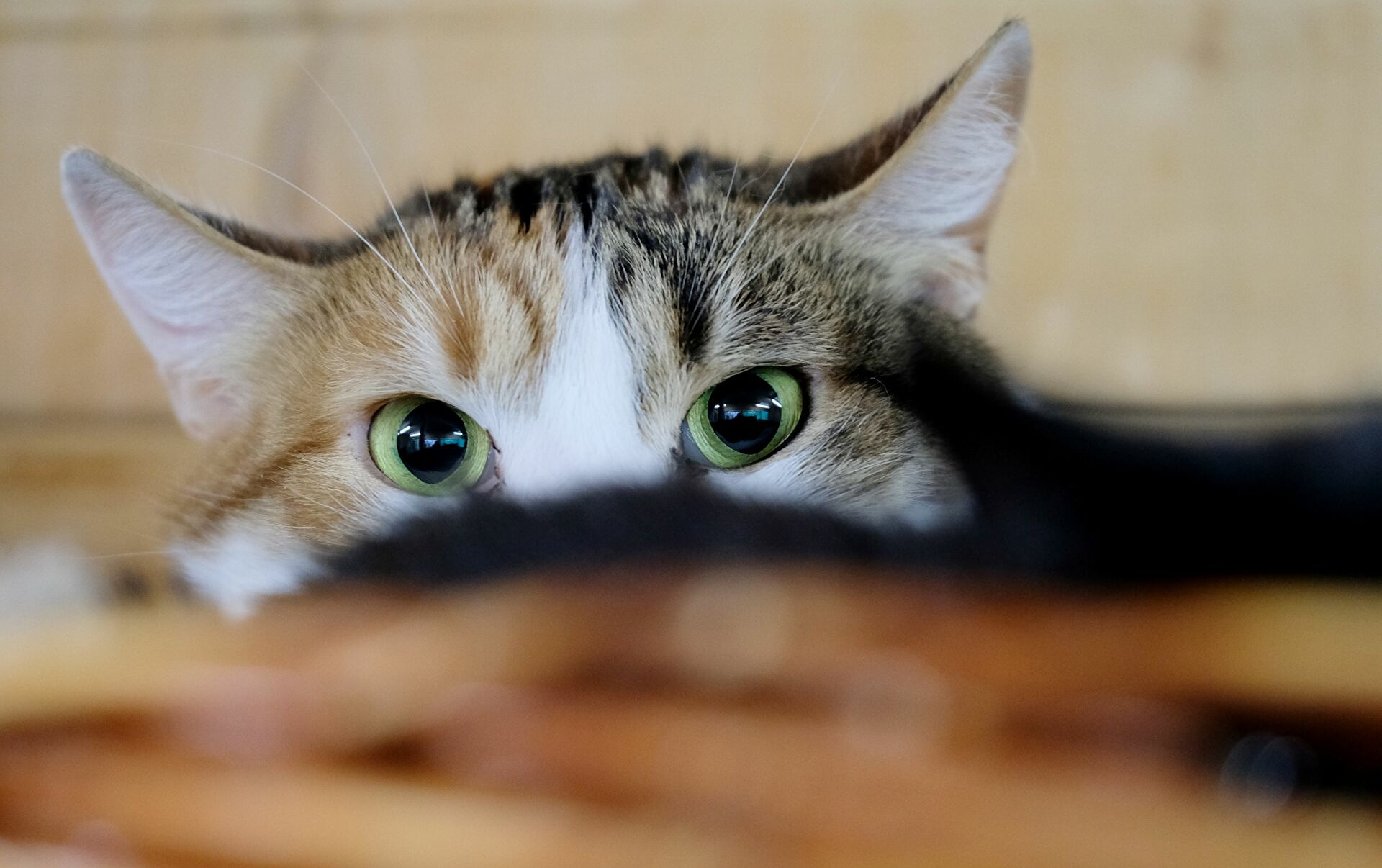 Eating cats in a dream