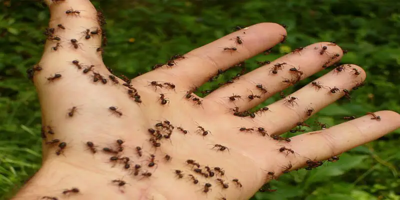 Sireum dina impian