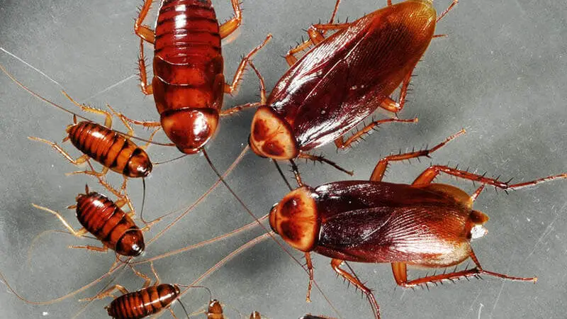 Interpretation of a dream about bugs and cockroaches