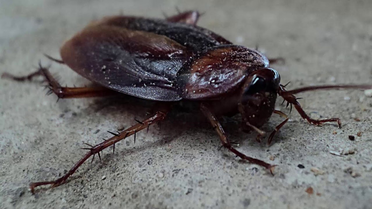 Толкование сна о тараканах для одиноких женщин