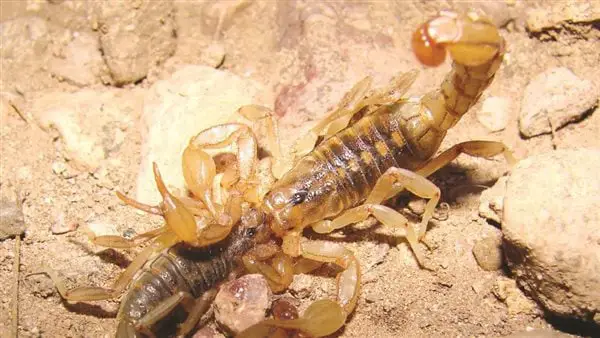 Interpretacja snu o żółtym skorpionie