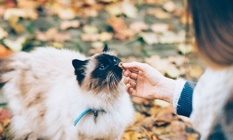 Naglalaro ng mga pusa