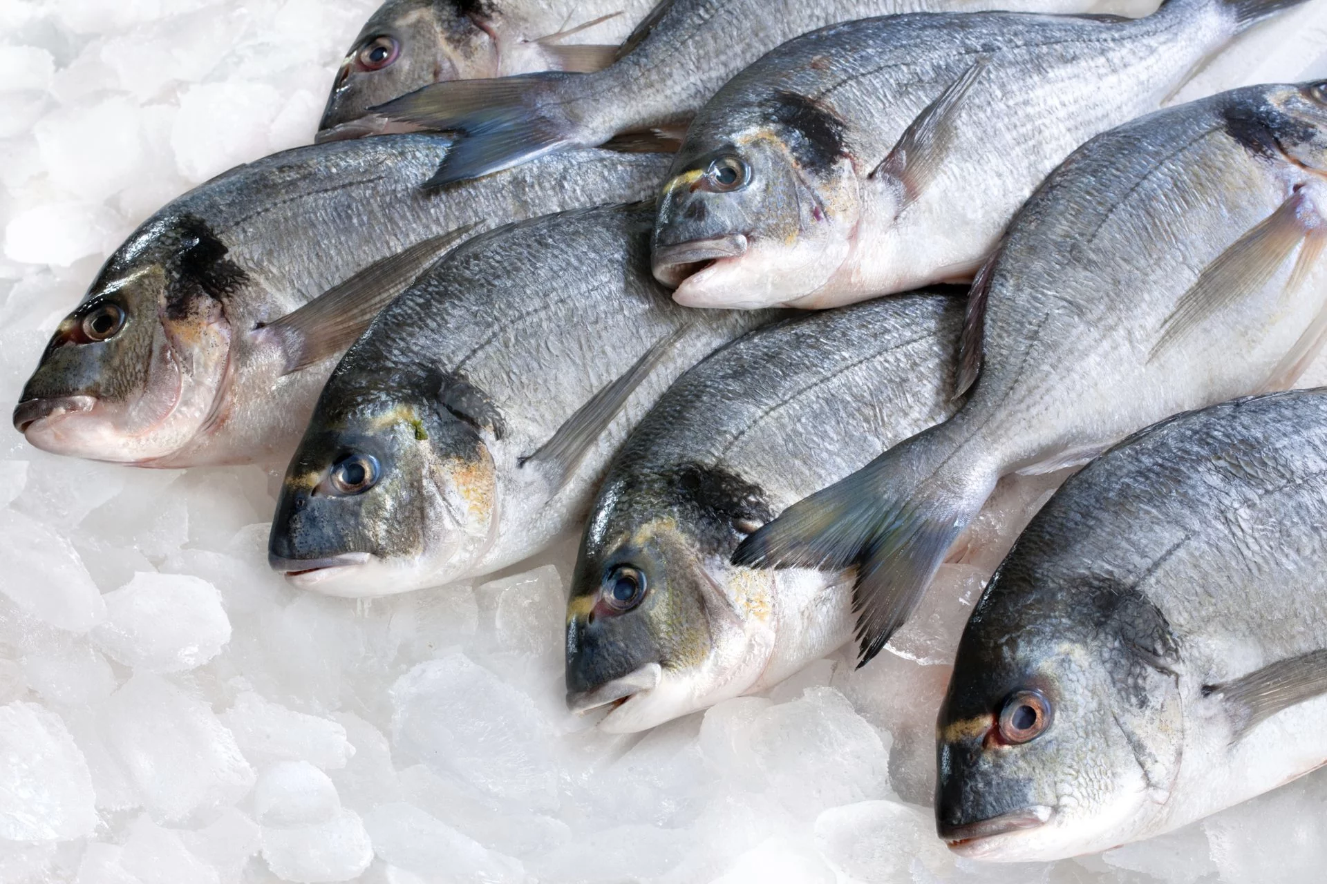 isda