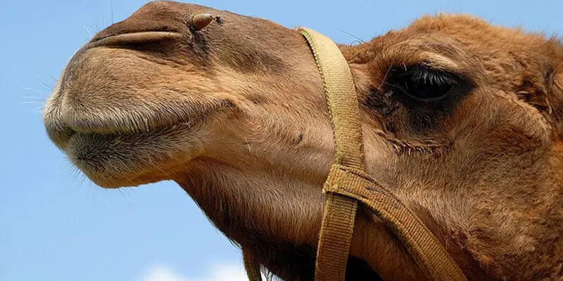 Camel in a dream