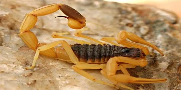Yellow scorpion