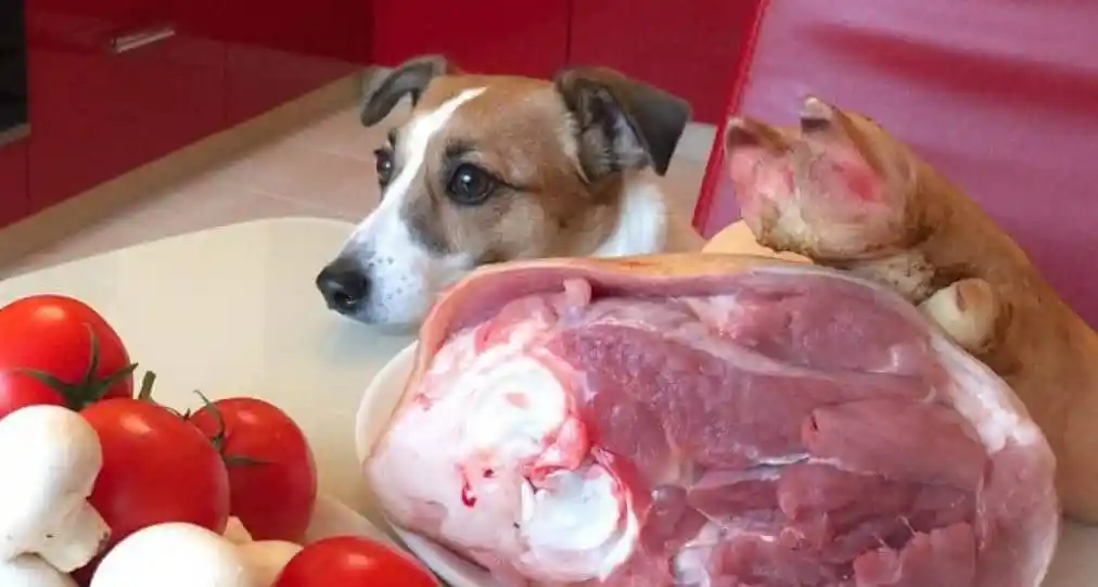 Dog food