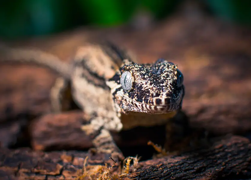 gecko