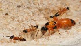 Interpretación de hormigas rojas en un sueño por Ibn Sirin