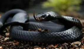 What is the interpretation of a dream about a black snake according to Ibn Sirin?