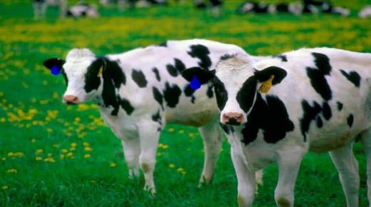 इब्न सिरिन द्वारा गाय के बारे में सपने की व्याख्या के बारे में और जानें