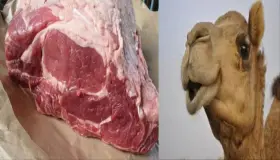 इब्न सिरिन की ऊँट का मांस खाने की व्याख्या के बारे में आप क्या जानते हैं?