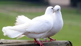 Какво је тумачење сна о белој голубици према Ибн Сирину?