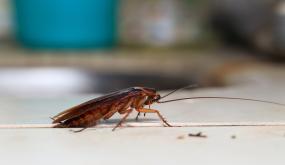 De 10 viktigste tolkningene av en kakerlakk i en drøm av Ibn Sirin