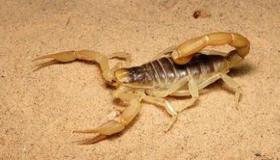 Lær om fortolkningen af ​​at se en skorpion i en mands drøm ifølge Ibn Sirin