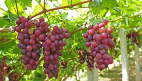 Learn about the interpretation of seeing a grape tree in a dream by Ibn Sirin and seeing a grape tree in a dream for a married woman