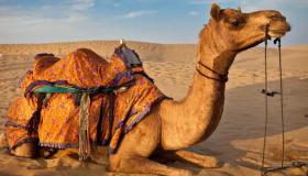 Interpretação do sonho de um camelo em um sonho por Ibn Sirin