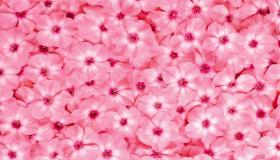 Eyona nto ibalulekileyo i-20 ukuchazwa kokubona i-pink roses ephupheni ngu-Ibn Sirin