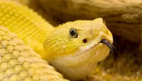 ¿Cuál es la interpretación de un sueño sobre una serpiente amarilla para una mujer casada según Ibn Sirin?