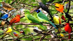 Rüyada rengarenk kuşlar görmenin İbn Sirin tarafından, evli bir kadının rüyada rengarenk kuşlar görmesinin yorumu