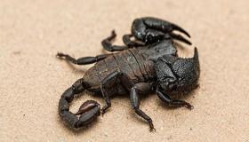 Lær mere om fortolkningen af ​​en skorpion i en drøm ifølge Ibn Sirin
