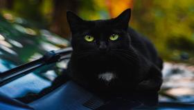 इब्न सिरिन द्वारा एक काली बिल्ली के सपने की व्याख्या