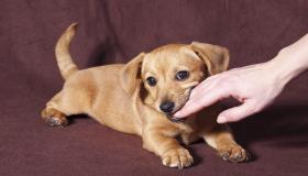 ઇબ્ન સિરીન દ્વારા સ્વપ્નમાં જમણા હાથને કરડતા કૂતરાઓ વિશેના સ્વપ્નનું અર્થઘટન