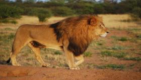 Conozca más sobre la interpretación de ver un león atacando en un sueño por Ibn Sirin