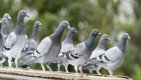 Learn the interpretation of seeing pigeons in a dream by Ibn Sirin and seeing pigeons in a dream for a man