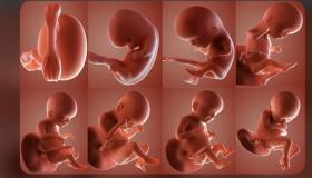U fetu in l'ottu mesi - chì hè bisognu di u fetu in l'ottu mesi?