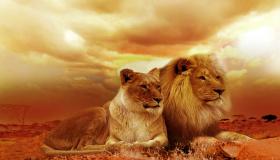 इब्न सिरिन के अनुसार शेर के सपने की 50 सबसे महत्वपूर्ण व्याख्याओं के बारे में जानें