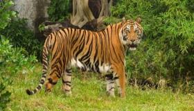 イブン・シリン著の虎の夢を見ることの解釈について詳しく学ぶ
