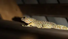 Menene fassarar mafarki game da gecko?