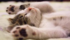 Şîroveyên herî girîng ên Îbnî Sirîn di dîtina mirina pisîkê de di xewnê de