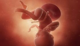 क्या तीसरे महीने में भ्रूण हिलता है? तीसरे महीने में भ्रूण का फड़कना
