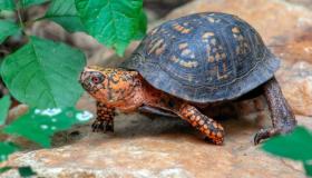 Rüyada Kaplumbağa Görmenin İbn Şirin ve Kıdemli Alimler Tarafından Yapılan En Önemli Yorumları