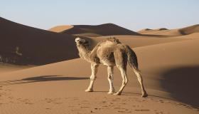 Chì ghjè l'interpretazione di un sognu di un cammellu chì mi persegue in un sognu secondu Ibn Sirin?