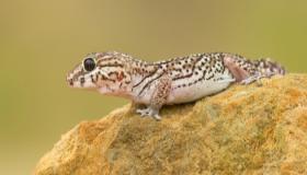 Find ud af mere om fortolkningen af ​​at se en gekko i en drøm ifølge Ibn Sirin