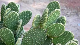 Li gorî Ibn Sirîn li ser şîrovekirina xewna kaktusek fêr bibin