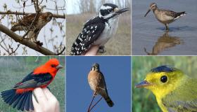 انواع اسماء الطيور وأسماء طيور برية شهيرة
