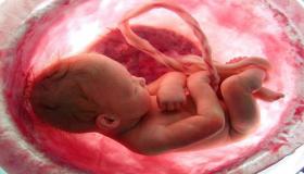 شكل الجنين في الشهر السادس وما هي مراحل تطور الجنين في الشهر السادس؟