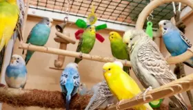 انواع الطيور المنزلية وأفضل انواع الطيور للتربية المنزلية