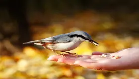 ما هو تفسير اطعام الطيور في المنام لابن سيرين؟