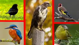 انواع الطيور واسمائها.. قائمة أسماء الطيور
