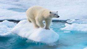 حيوانات القطب الجنوبي وكيف تستطيع الحيوانات العيش في المناطق القطبية؟