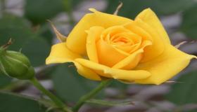 اسم الورد الأصفر وأنواعه واسماء الزهور الصفراء بالصور