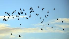 أهم 20 تفسير لحلم الطيور في السماء لابن سيرين