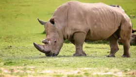 ما هو تفسير رؤية وحيد القرن في المنام لابن سيرين؟